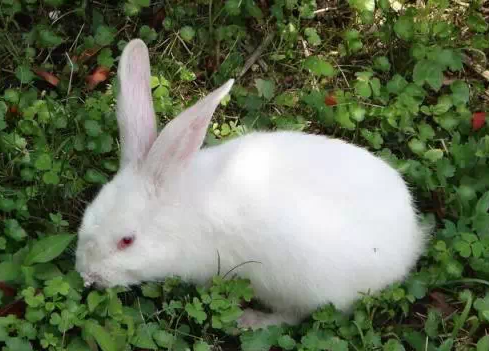博深皮具：小白兔故事，给皮具行业的启示